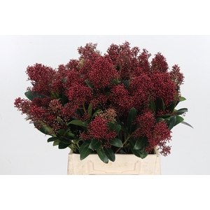 Skimmia Rubella