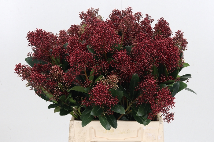 <h4>Skimmia Rubella</h4>