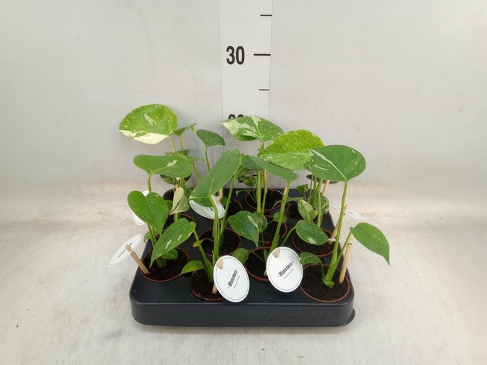 <h4>Monstera ...</h4>