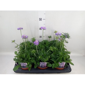Scabiosa columb.
