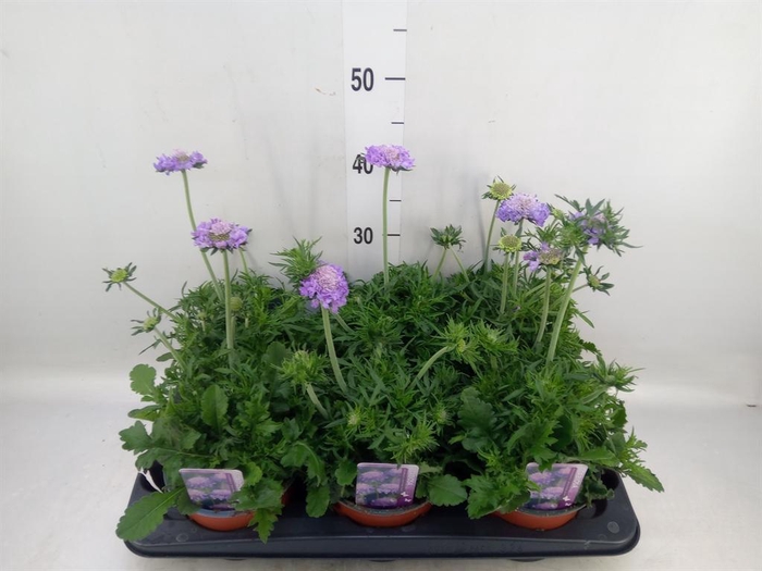 <h4>Scabiosa columb.</h4>