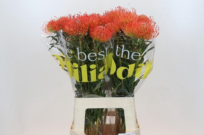 <h4>Nutans Succession</h4>