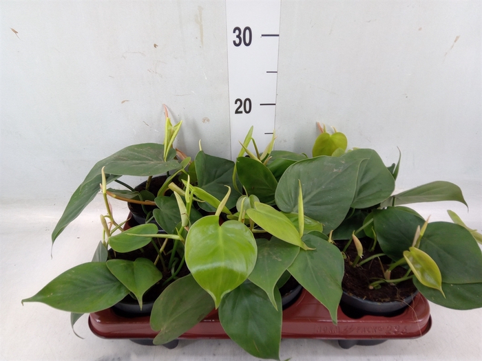 <h4>Philodendron scand.</h4>