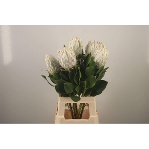 PROTEA CY AYOBA A IC