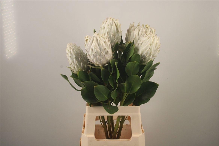 <h4>PROTEA CY AYOBA A IC</h4>