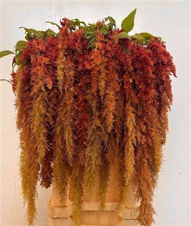 <h4>Amar Ca Brown Spider</h4>