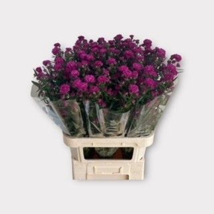 <h4>ASTER FLASH AST FLASH</h4>