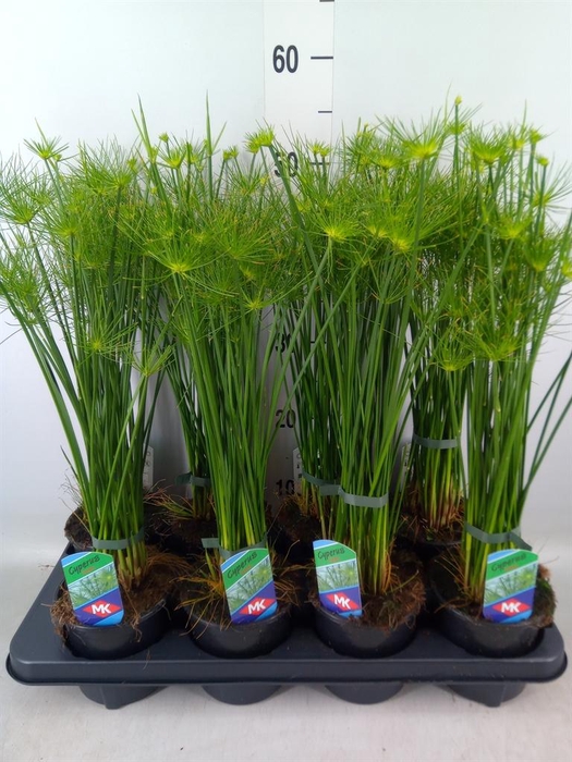 <h4>Cyperus haspan</h4>