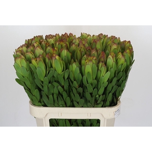 Leucadendron Goldstrike