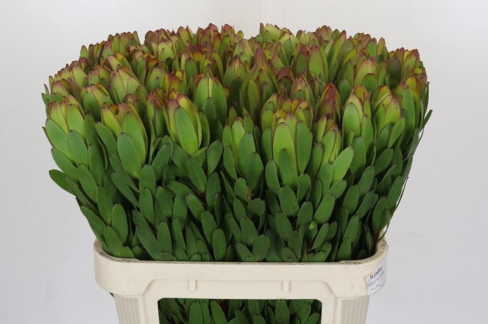 <h4>Leucadendron Goldstrike</h4>