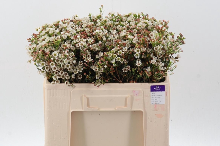 <h4>Chame Mi Liron</h4>