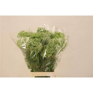 Ammi Visnaga