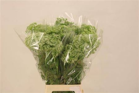 <h4>Ammi Visnaga</h4>