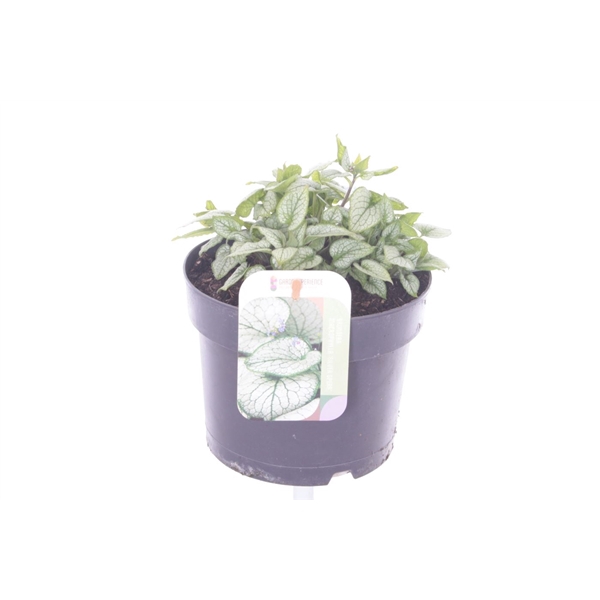 <h4>Brunnera Silver Spear</h4>