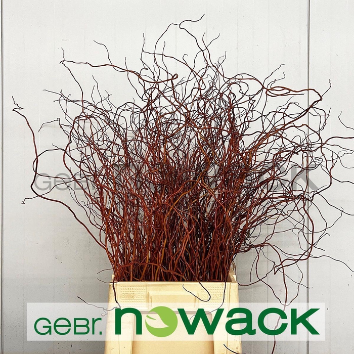 <h4>Salix Ov Bs</h4>