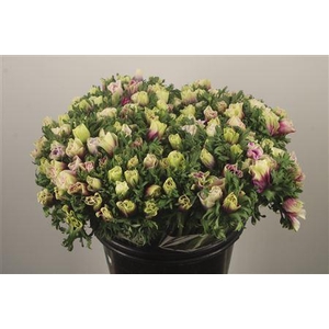 Anemone Fr. Rainbow Happy