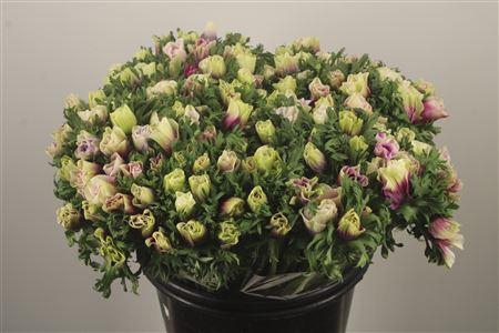 <h4>Anemone Fr. Rainbow Happy</h4>