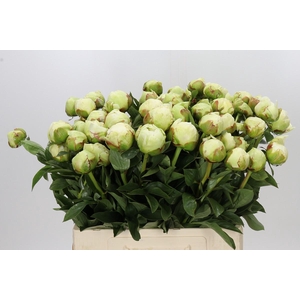 Paeonia Ivory Victory