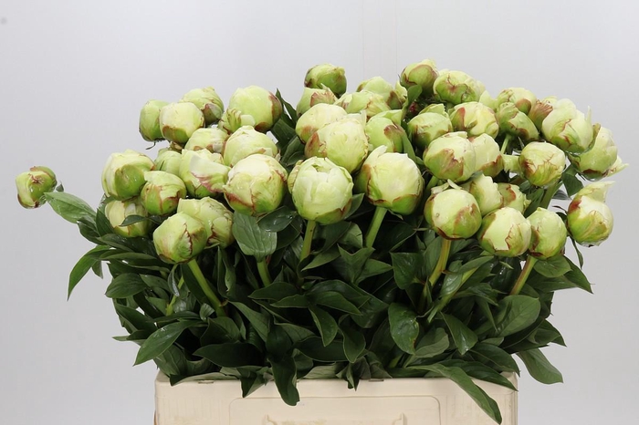 Paeonia Ivory Victory