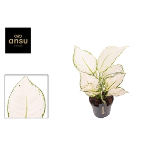 Aglaonema White Joy