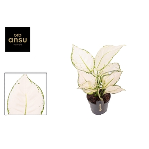 Aglaonema White Joy