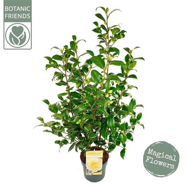 <h4>Camellia wil. 'Jury's Yellow' Premium</h4>