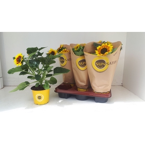 Helianthus an. 'Sunsation Flame'