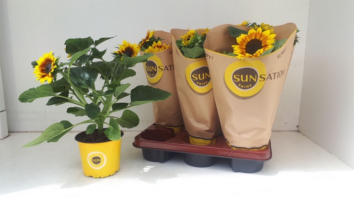 <h4>Helianthus an. 'Sunsation Flame'</h4>