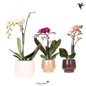 Kolibri Orchids Phalaenopsis mix 1 spike in Scandic pot mix