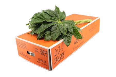 <h4>ARALIA SUPER</h4>