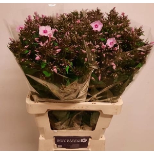 PHLOX P SWEET LEXY