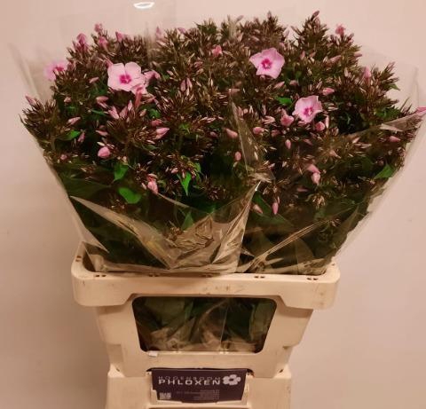 PHLOX P SWEET LEXY