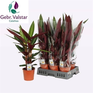 Stromanthe sanguin. 'Stripestar'