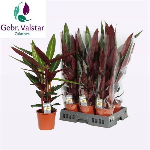 <h4>Stromanthe sanguin. 'Stripestar'</h4>