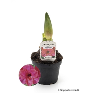 HIPPEASTRUM-HYBRID