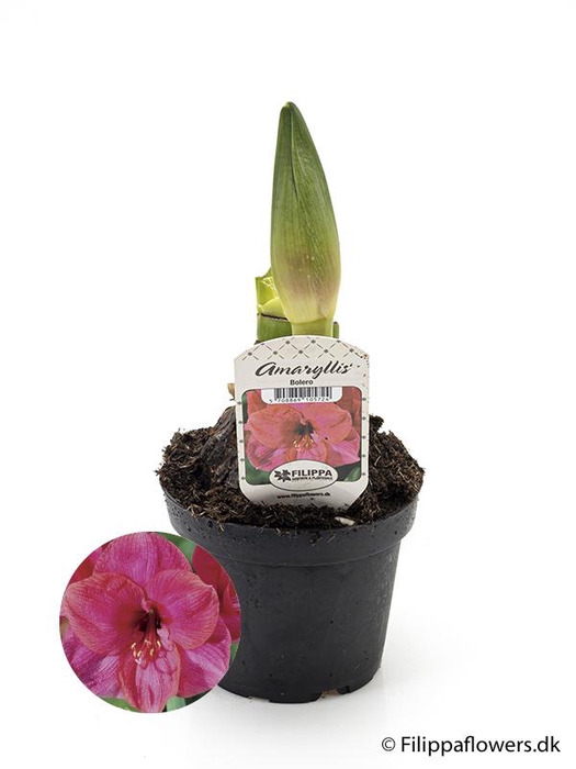 <h4>HIPPEASTRUM-HYBRID</h4>