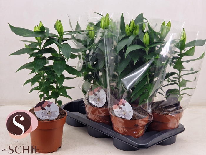 <h4>LIL OR OXYGEN</h4>