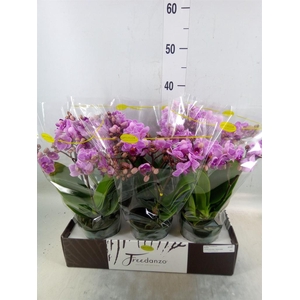 Phalaenopsis multi.   ...lilac