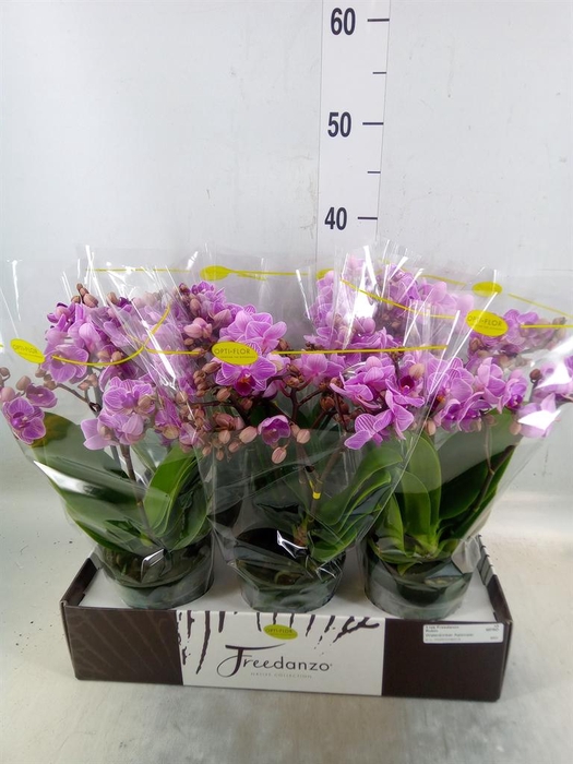 <h4>Phalaenopsis multi.   ...lilac</h4>