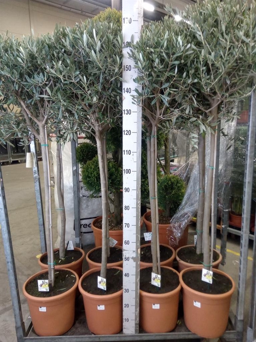 <h4>Olea europaea</h4>