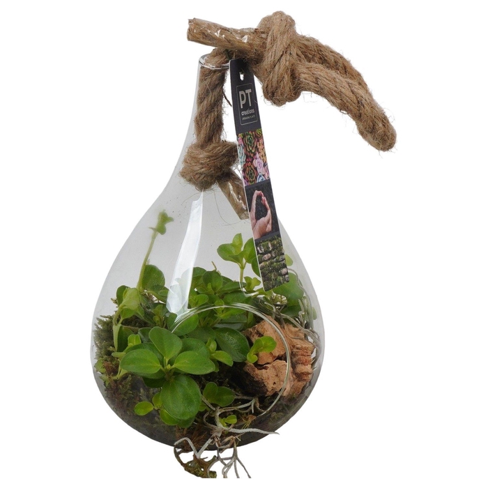 <h4>PTGIG2123 Arrangement Greens in glass in glazen duppelvorm</h4>