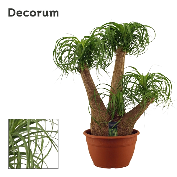 Beaucarnea vertakt 30 cm (Decorum)