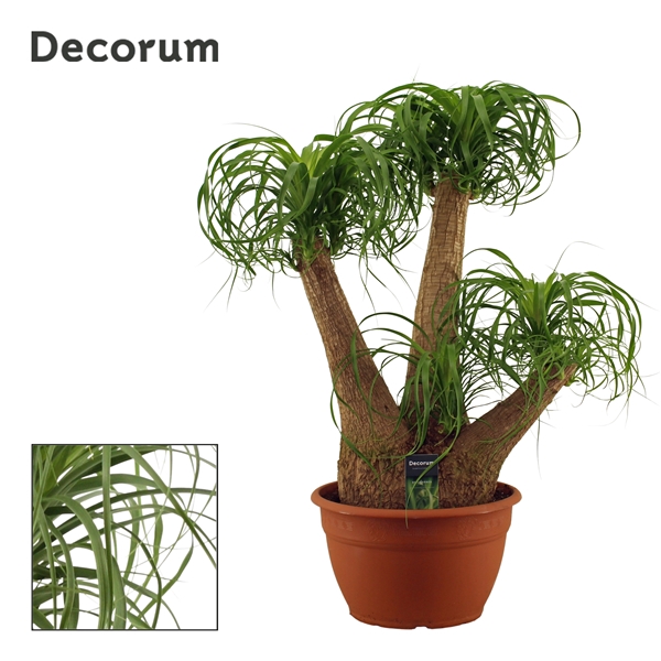 <h4>Beaucarnea vertakt 30 cm (Decorum)</h4>