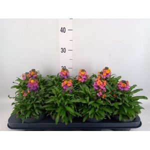 Erysimum  'Leya Purple Glow'