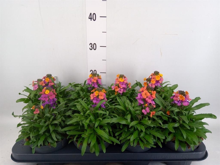 <h4>Erysimum  'Leya Purple Glow'</h4>