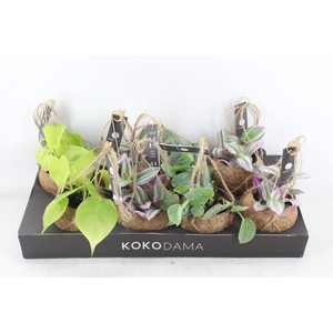 arr3 Kokoplant - Green mix x8