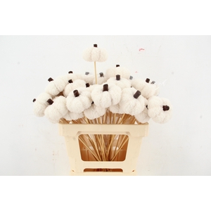 Stick Pumpkin Velvet 8cm Beige