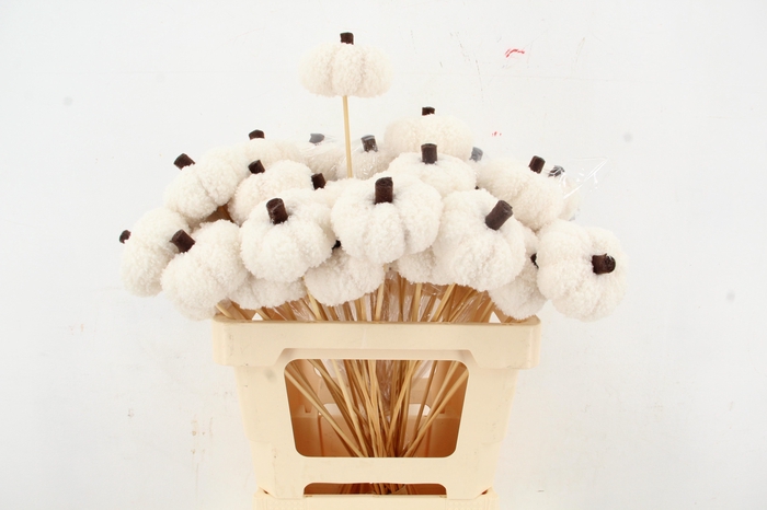 <h4>Stick Pumpkin Velvet 8cm Beige</h4>