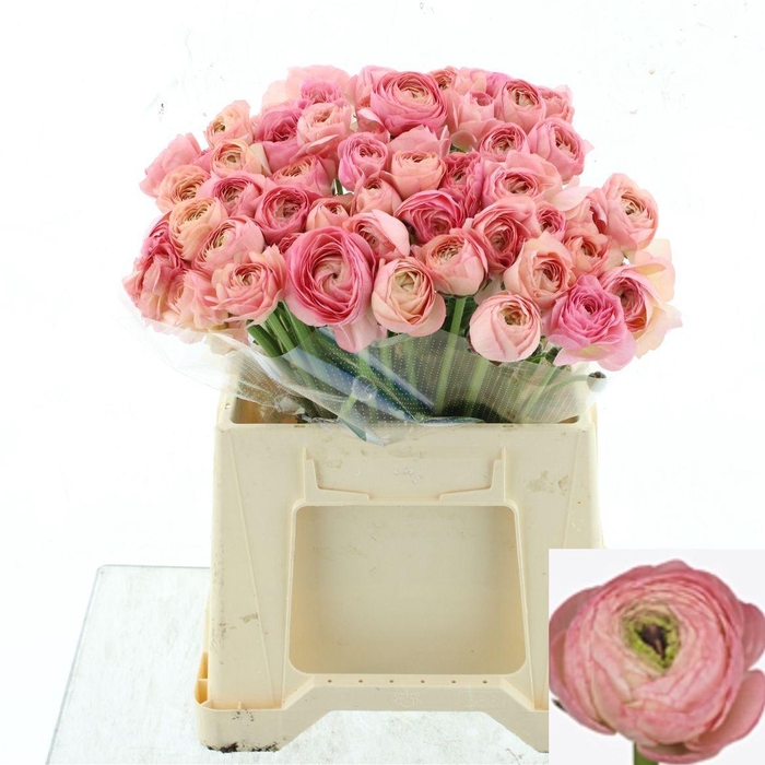 <h4>RAN SU VENERE</h4>