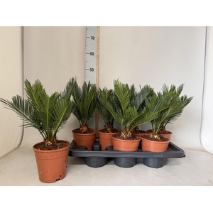 CYCAS REVOLUTA